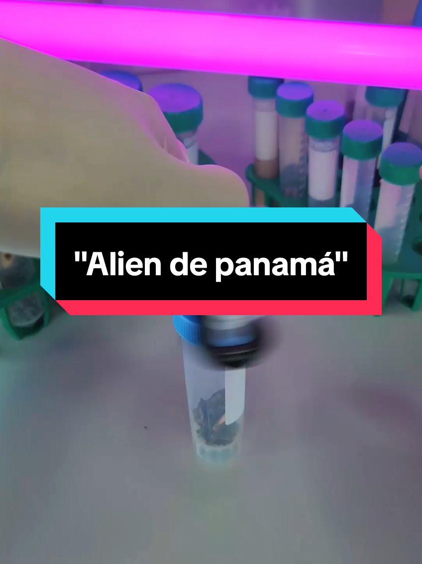 Alien de panamá | La farsa al descubierto  #AprendeEnTikTok #desmintiendotiktoks #biologiadesdecero #biologia #panama 