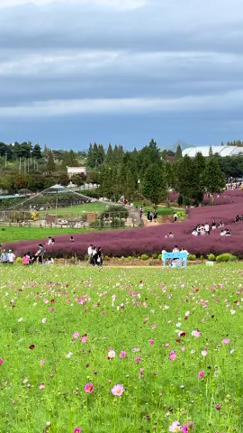 3 Different flowers in one frame 😍😍 🇰🇷 Southkorea is beautiful 😍😻 #kshitizinkorea🇰🇷 #nepalivloggerkshitiz🇰🇷 #kshitizrai10✅ #anseongfarmland📍 #flowerfestivalinsouthkorea📍 