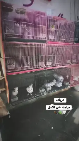 المكان كربلاء كنطرت سلام حي الامل 🤍🌿#سجاد_كريم1 #viral #اكسبلور #fyp #شعب_الصيني_ماله_حل😂😂 