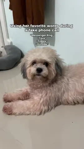 Certified chismosa , pag may messenger ring chismis ang kasunod. 🤪 Pranking Sunday with her favorite words. Not my original idea. #shihapso #sundaytheshihapso #shih #lhasaapso #dogsofttiktok #dogs #dogsvideo #dog 