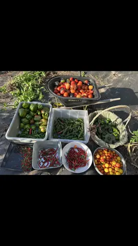 One of the last garden hauls of the season. Had one hard frost already and another in the forecast. #creatorsearchinsights #gardening #homesteading #garden #ShaverOutdoors 