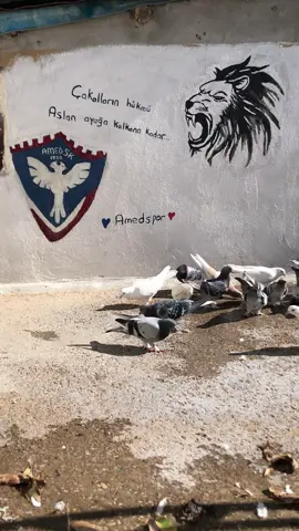 #diyarbakır #dicle 💚❤️✌️🕊