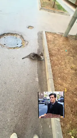 Real stalker @𝘮𝘪𝘳𝘦𝘬 #cat #joegoldberg #you #younetflix #stalk 