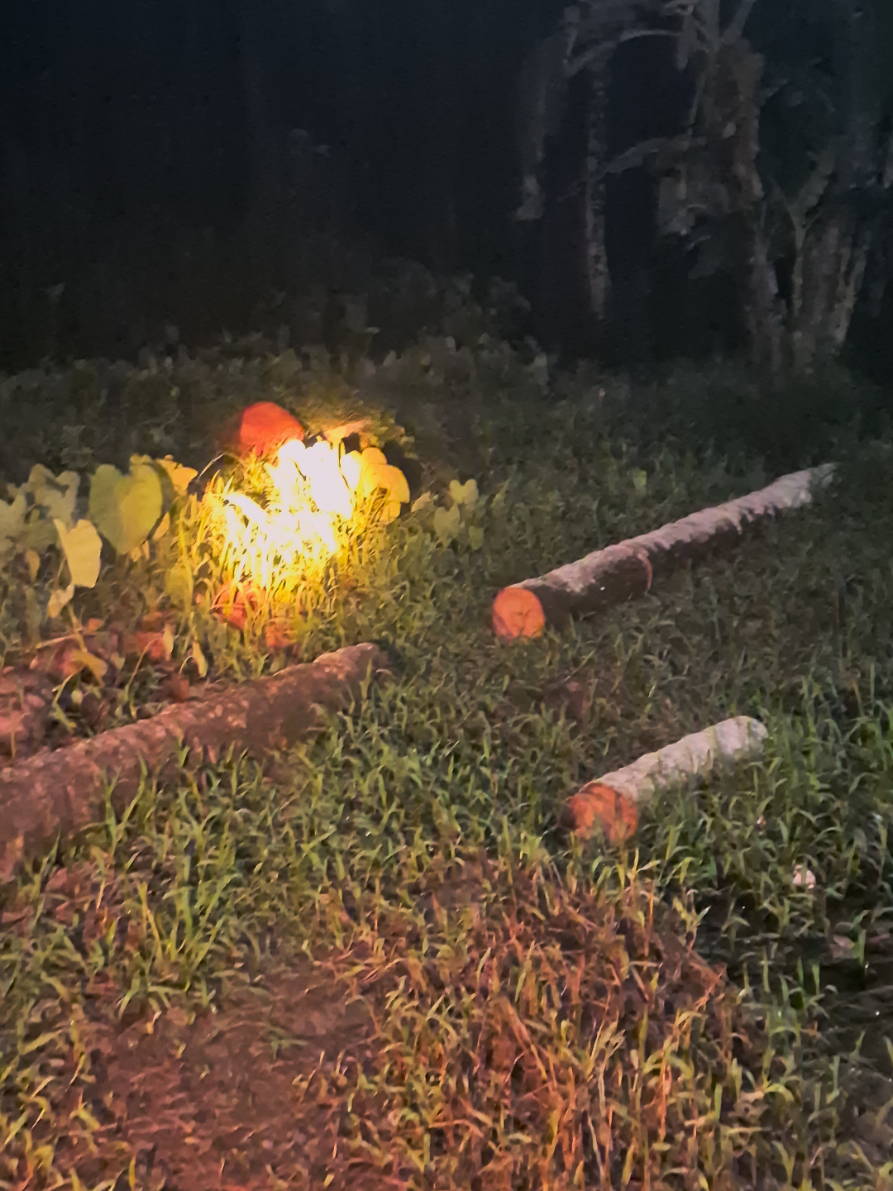 pengecekan kandang dari hewan predator malam hari #kandangayampetelur #ayampetelur #ayampetelurindonesia #peternakmuda #fyppppppppppppppppppppppp 