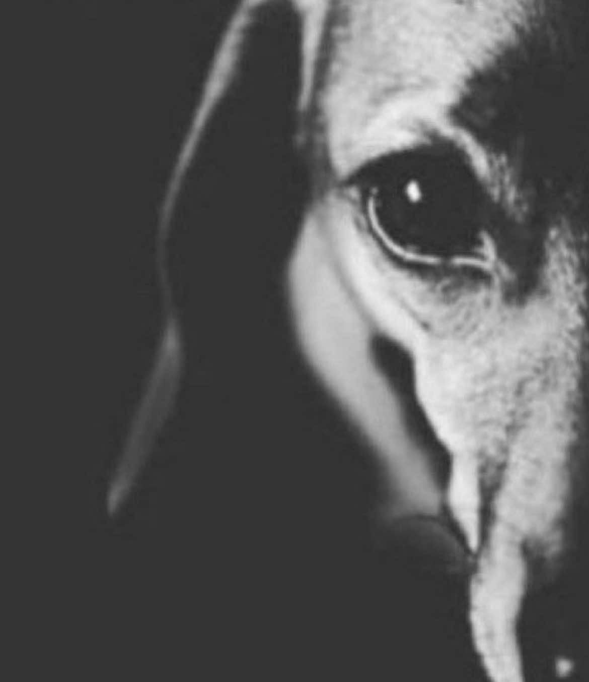 Minha mão tava suja mãe… #meme#viral#vaiprafycaramba👺🔪#mecore#fyp