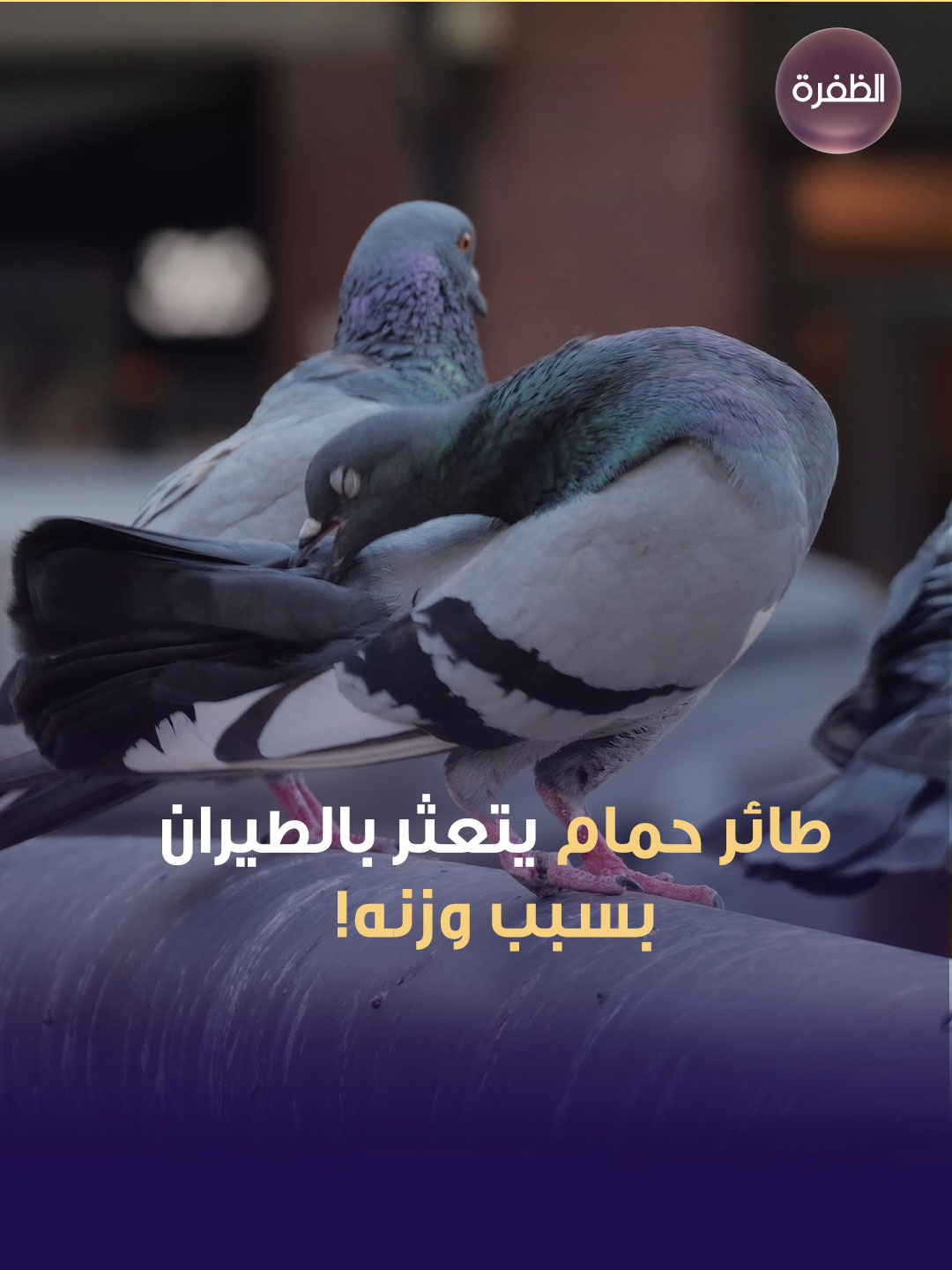 طائر حمام يتعثر بالطيران بسبب وزنه ! يظهر في هذا المقطع ، طائر حمام وهو يحاول الطيران لكنه يفشل ، ذلك بسبب الأكل الزائد الذي سبب له زيادة في الوزن ، الأمر الذي يعيق طيرانه . #قناة_الظفرة
