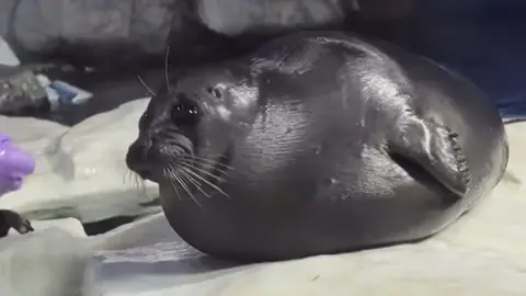 Sweet moment #seal #chubby #sealife #play #fpyシ 