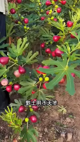 Buah surga yang masih jarang dijumpai di Indonesia | buah tin  #fyp #viral #trending 