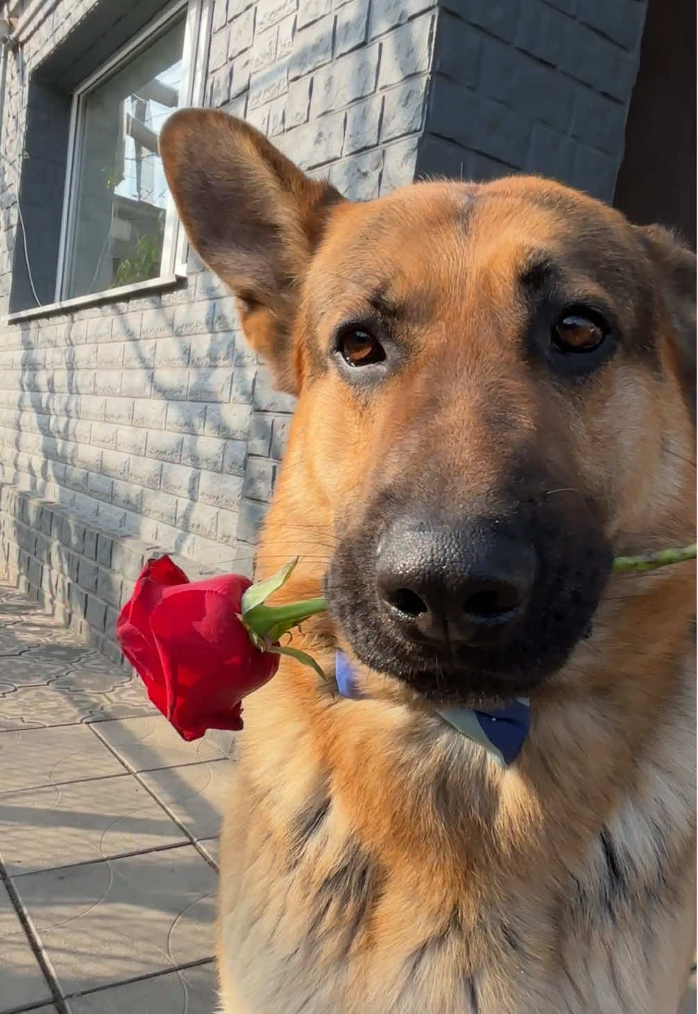 Romantic Rocky 