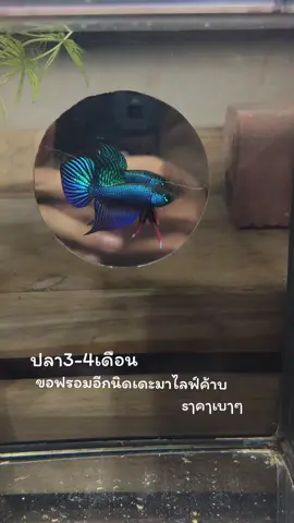 บินเหมาๆแค่3ใบเขียวว #ปลากัดป่าอีสาน #ปลากัดป่าอีสานทรงเครื่องหางใบโพธิ์ #ปลากัดอีสานสีเขียว