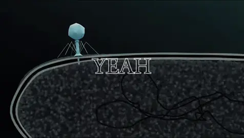 A bacteriophage, often called a phage, is a type of virus that infects and destroys bacteria. The name comes from the Greek words bacterium (bacteria) and phagein (to eat), meaning “bacteria eater.” Unlike viruses that infect humans or animals, bacteriophages can only target bacterial cells. They attach to the surface of a bacterium and inject their genetic material—either DNA or RNA—into it. Once inside, the phage takes control of the bacterial machinery and forces the cell to produce many new viruses. Eventually, the bacterial cell bursts (a process called lysis), releasing new bacteriophages that can infect other bacteria. Some bacteriophages can also enter a lysogenic cycle, where their genetic material integrates into the bacterial DNA and remains inactive for a while before becoming active again. Bacteriophages are important in science and medicine: they are used to study genetics, and they can also serve as an alternative to antibiotics for treating bacterial infections, especially when bacteria become resistant to drugs.