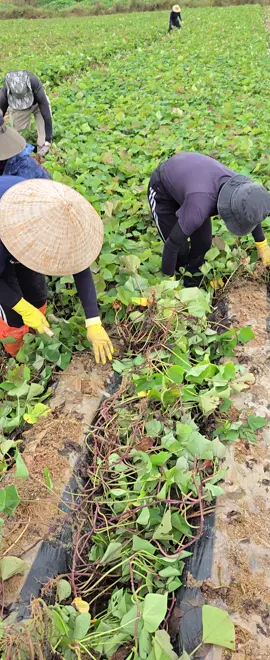 cắt cắt vậy thôi, tới tháng lụm 100 củ khoai về nấu ăn 🤣🤣... tới mùa khoai là sấp mặt liền 🫠#hanquoc한국 #trending #xuhuong #laodongthoivuhanquoc🇰🇷 