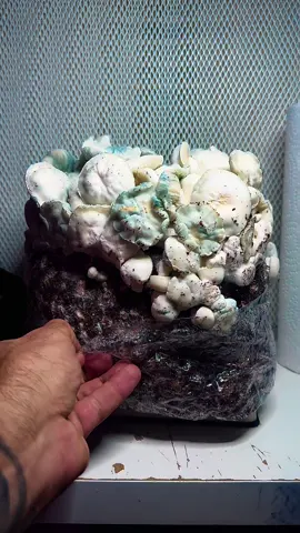 Back from TikTok purgatory. Here’s some albino portabellos! Yum! #gardentok #PlantTok #gardening #tuesdayvibes #67 