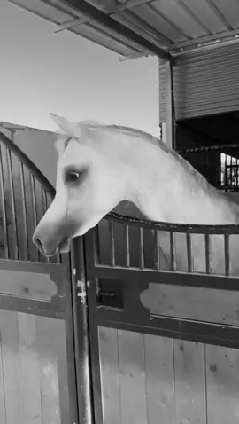 #خيل_وخياله🐎 #fyp #viral #اقتباسات #اكسبلورexplore 