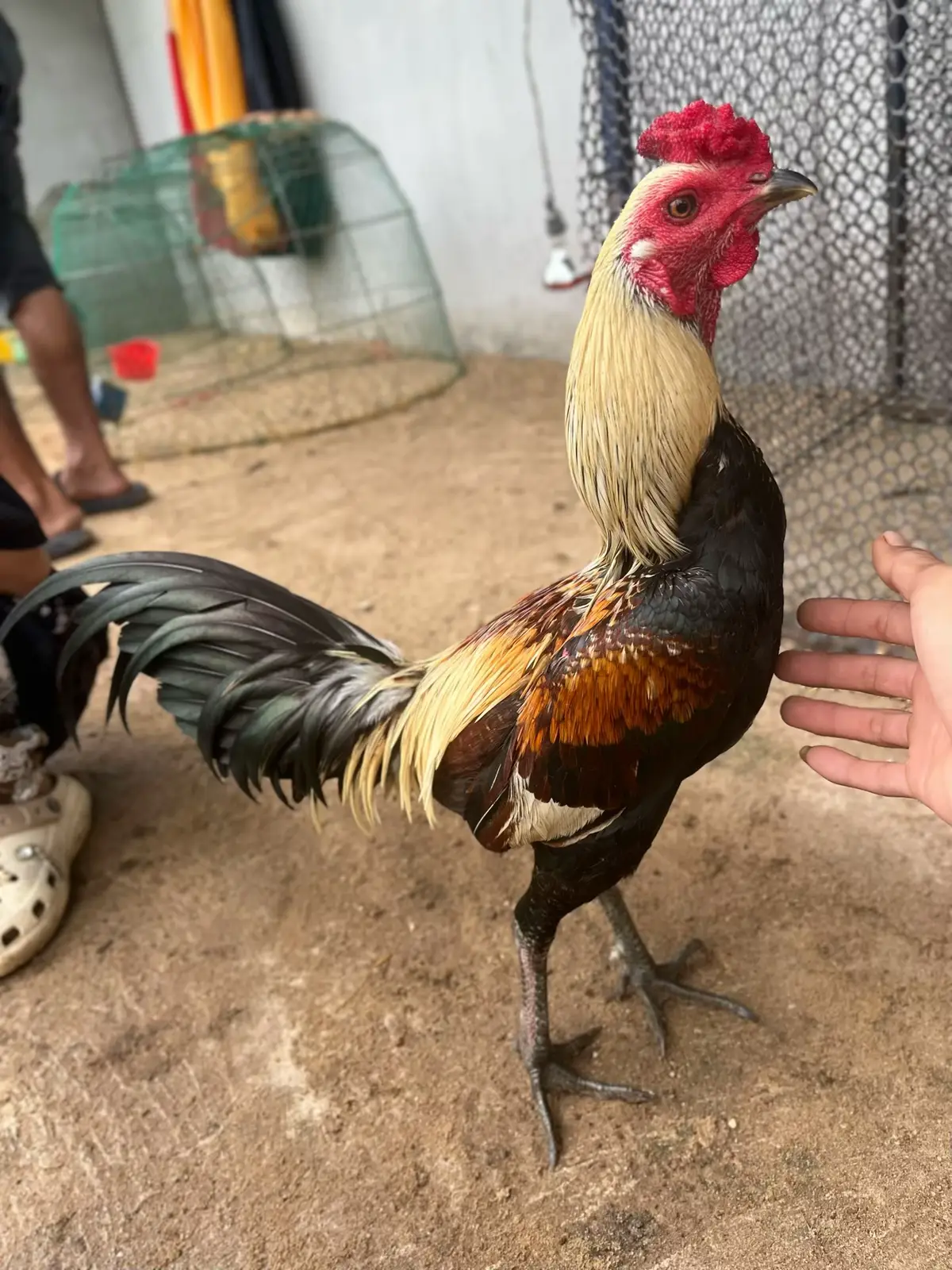 #ซุ้มนภศรฟาร์ม🐓 #ตรงข้ามห้ามขอ💯 