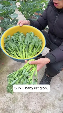 Trồng súp lơ baby đi bà con ơi #xuhuong #viral #hatgiong 
