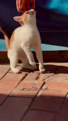 «يُثاب الإنسانْ على طِيب فؤادِه .🤎#ايان_السراوي 