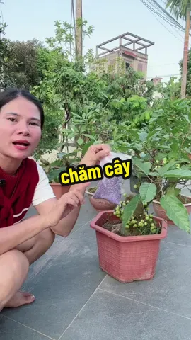 phân bón promix giúp cây sai hoa#phanboncay #caycanh #vườncuaban1982 #xuhuong 