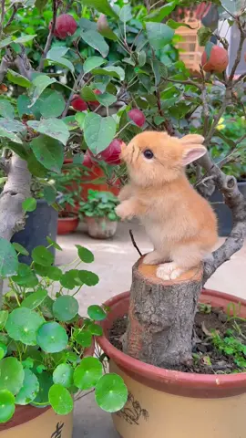 Cute rabbit 🐰 #cute #fyp #rabbit #little #viral 