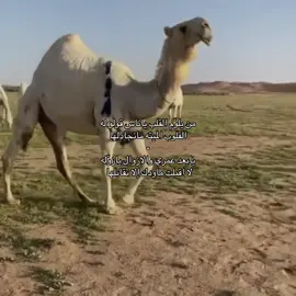 رعادة 🌷. #قصيد #fyp #capcut #اكسبلورexplore #لطامات #بدون_موسيقي #رعاده 
