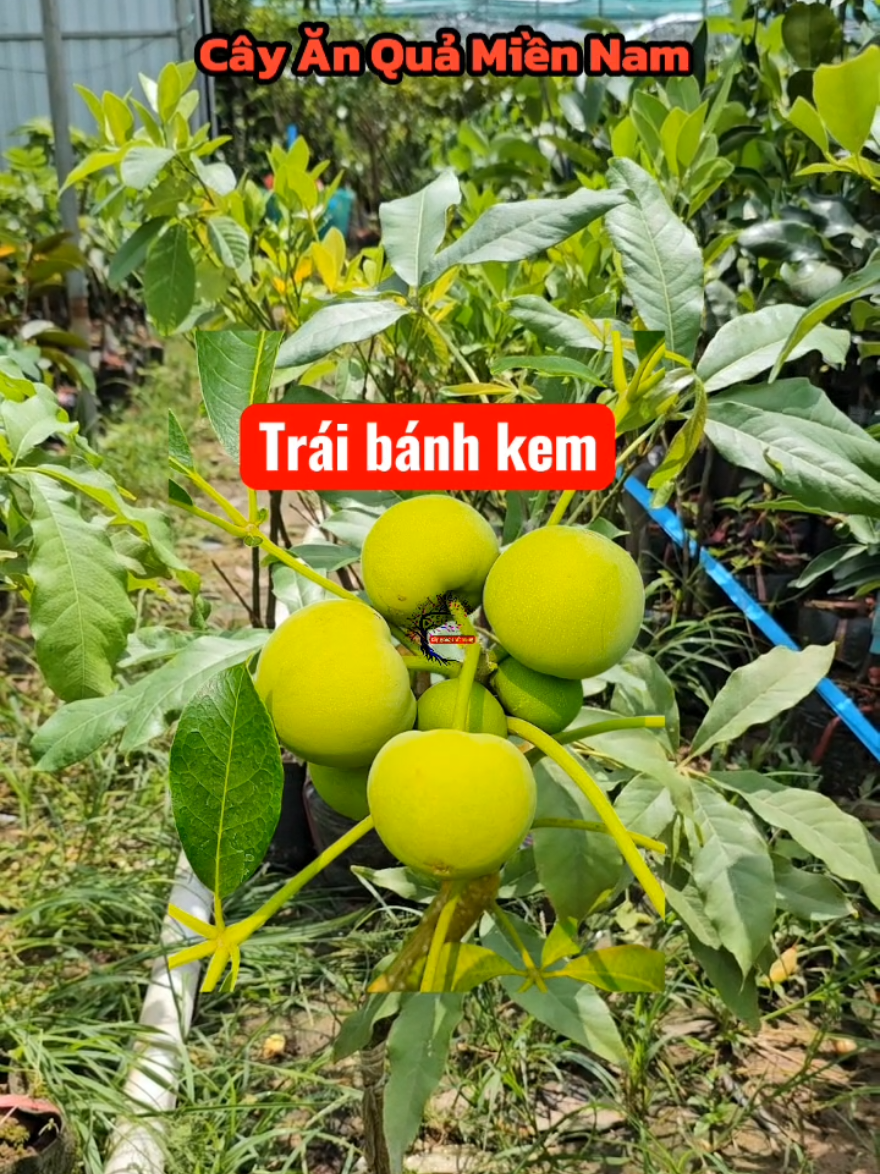 bánh kem thơm ngon béo ngọt #banhkem #caybanhkem #caygiong #cayantrai #caygiongkinhte @cây ăn quả miền nam 