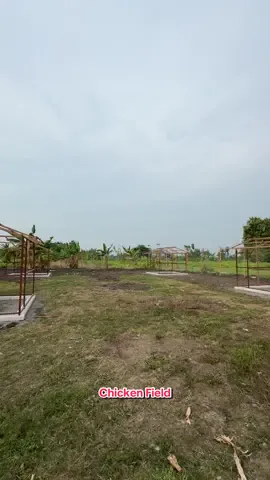 Progres pembangunan chicken field kami yang kedua. For free-range chicken farming! 🐓 #farmers #freerangechickens #ayamkampung #chickenfield #poultry 