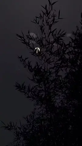 Ánh trăng buồn... nhưng vẫn đẹp, soi rọi qua lũy tre làng, gợi nhớ về một ký ức nào đó rất xa xăm. Cảnh quê đêm nay thật tĩnh lặng, chỉ có trăng và gió thì thầm... Còn bạn, tâm trạng bạn đêm nay thế nào? 🌙🎋😔 ​#ánhtrăngbuồn #lũytrelàng #quêhương #nhactamtrang #xuhuongtiktok 