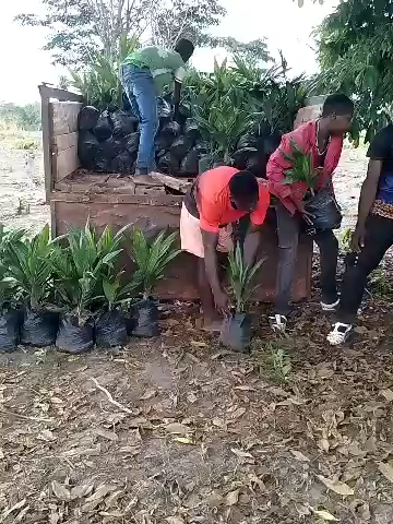 Je cour avec leurs esprits  je suis partout, partout,8 hectares de palmiers a huile
