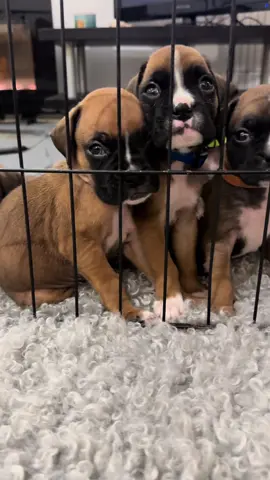 So cute … Ellie & Harley Kiddos  : Cloud 9    🩷  Shishito ❤️Romeo 🧡Emma 💛 Lily 💙 Winston 🩶 Ralph 🖤Jeffrey  💜 Ivy 💚 Cooper  #b#boxerdogfansf#foryourpager#reelsinstagramp#puppydogp#puppy 