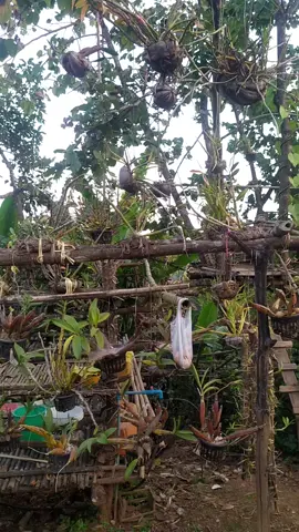 #ချင်းပြည်နယ် #ချင်းရိုးရာအိမ် 