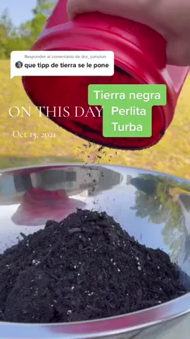 Mi arbol de jade y el sustrato que me ha funcionado. 