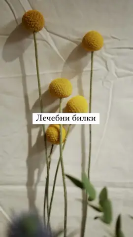 Открийте ползите за лечение и възстановяване на билковата медицина, лечение и възстановяване.  Присъединете се към нас, докато преоткриваме чудесата  на природната медицина. 🌿✨ #билки #билковипродукти #естественлек #природа #натуралнисъставки    