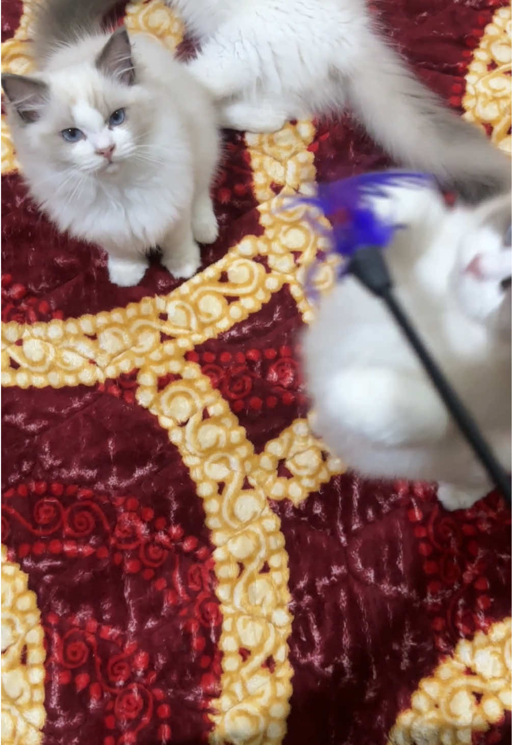 Kucing Ragdoll bikin gemes🫶🏻