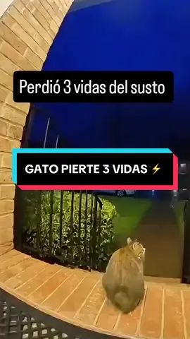 Gato se asusta con rayo ⚡️ #gato #susto #rayo #humor #clips 