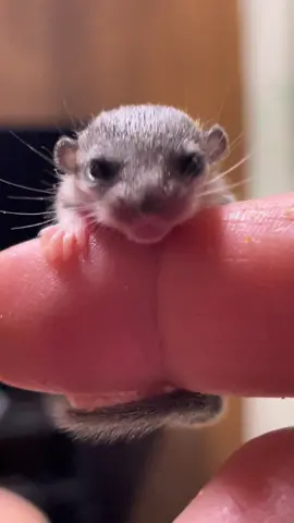 ちいこいヤツが出てきよったぞ、また🤣