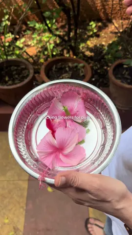 My mom gave me a tour of my grandmas garden. I urgently travelled to India this week because my grandmas health had been rapidly declining, it’s makes me sad that she can’t be here to pick flowers herself. She loves her garden, please pray for her recovery!  #desi #southasian #indian #pune 