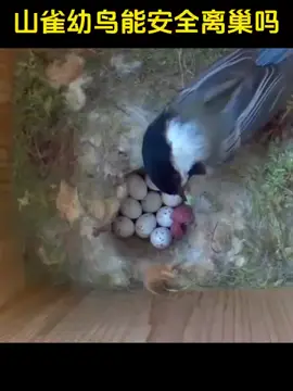 Tổ chim nhân tạo #giaitri #reels #TikTokAwardsVN #xuhuong #fylpシ 