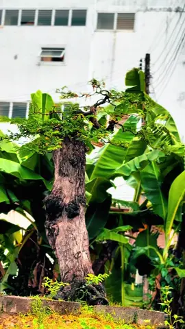 Đủ tài thì đỡ cực , đủ sức thì đỡ nghèo. Còn nghèo là còn cực, còn sức là còn làm 🤩 . #vientinelaos🇱🇦 #lào🇱🇦 #xuhuongtiktok #mebonsai 