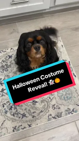 #cavy #doghalloweencostume #doghalloween #cavysoftiktok 