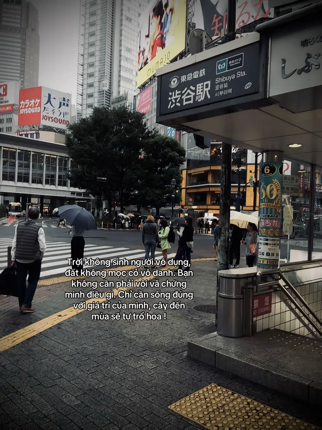 天不生无用之人，地不生无名之草。你无需急于证明什么。只要践行你的价值，树自会适时开花！#tanh08_ #tamtrang #story #sttdoi 