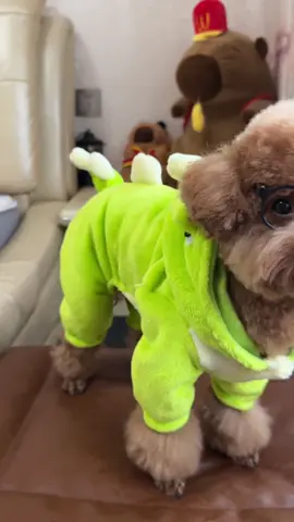 áo cho cún#thucung #xybca #xuhuong #quanaothucung #chó 