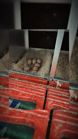 #fyp #chickensoftiktok #chicken 