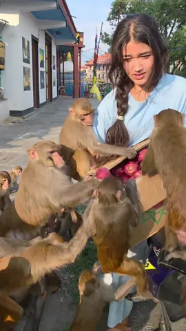 Monkeys Went Crazy for Apples🐒🍎 #blackfriday #usa 