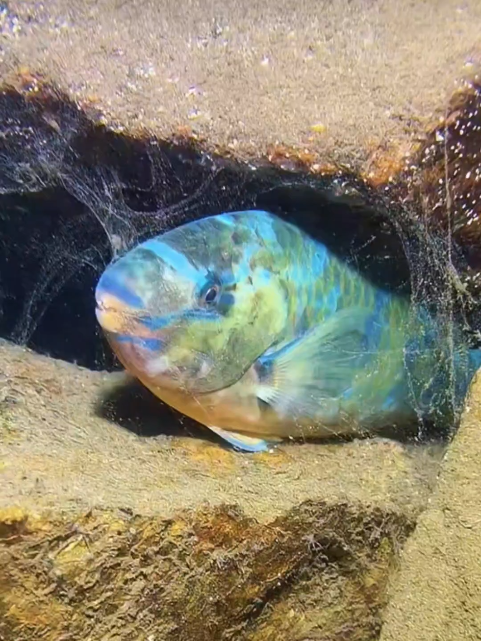 #diving #crab #catchthesea #seafood #seaside 