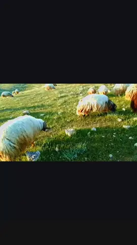 @مطلك فرحان 