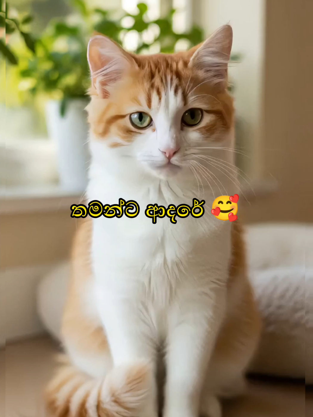 Thamanta adare karana kenek innakota  - තමන්ට ආදරේ කරන කෙ⁣නෙක් ඉන්නකොට #creatorsearchinsights #cat #sinhala 