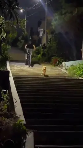 Try not to laugh when you watch 😂😂😂 #funny #dog #animals #funnyvideos #cat 