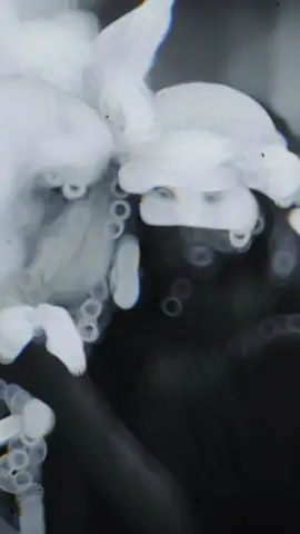 #العكد والحل بدية 