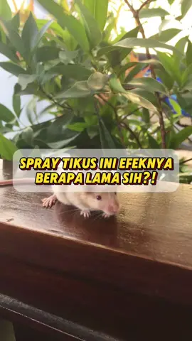 semprot rutin aja bund, nanti tikus ngga akan balik lagi dalam jangka waktu yg lamaz🥰 #fyp #bacuya #antitikus #pengusirtikus #tikus 