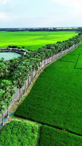 ঘুঘুডাঙ্গা তালতলী নিয়ামতপুর নওগাঁ। #everyoneシ゚ #vairalvideo #foryouシ #trending #song  